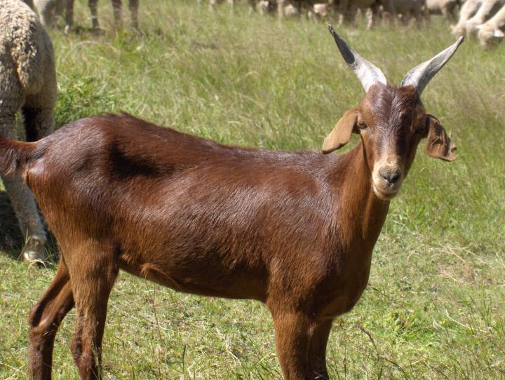 une chevre vers les Mottets 